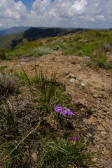 Moraea alpina