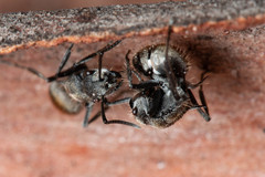 Polyrhachis vermiculosa