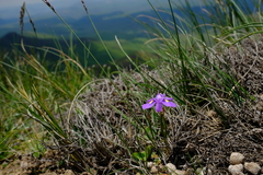 Moraea alpina