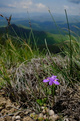 Moraea alpina
