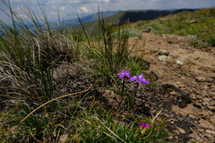 Moraea alpina