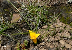 Romulea macowanii