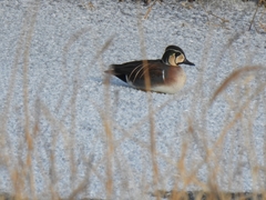 Sibirionetta formosa