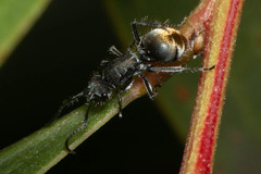 Polyrhachis vermiculosa