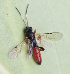 Phaeogenes semivulpinus