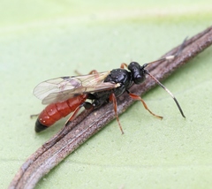 Phaeogenes semivulpinus