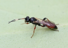 Phaeogenes semivulpinus