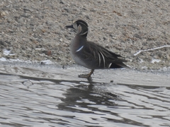 Sibirionetta formosa