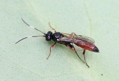 Phaeogenes semivulpinus