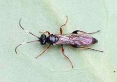 Phaeogenes semivulpinus