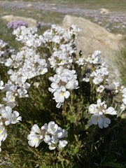 Euphrasia collina diversicolor