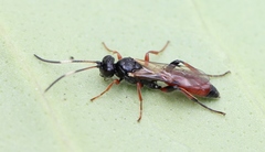 Phaeogenes semivulpinus