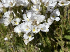Euphrasia collina diversicolor