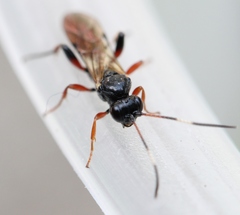 Phaeogenes semivulpinus