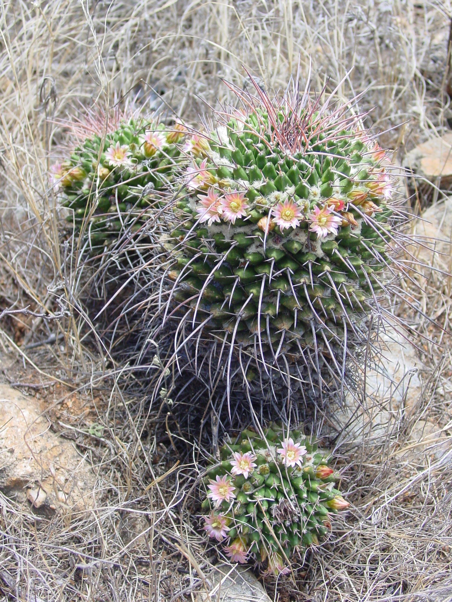 Mammillaria carnea  iNaturalist
