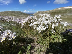 Euphrasia collina diversicolor