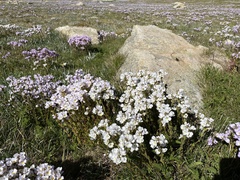 Euphrasia collina diversicolor