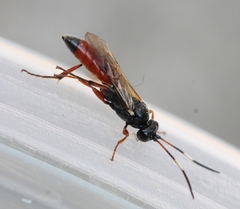 Phaeogenes semivulpinus