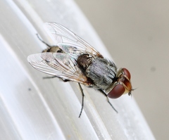 Miltogramma punctata