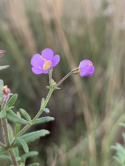 Chaenostoma patrioticum