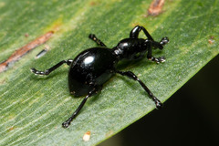 Rhynolaccus formicarius