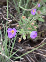 Chaenostoma patrioticum