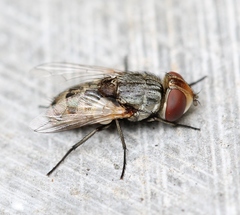 Miltogramma punctata