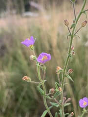Chaenostoma patrioticum