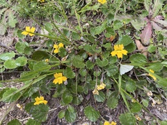 Goodenia hederacea alpestris