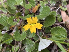 Goodenia hederacea alpestris