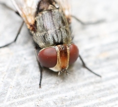 Miltogramma punctata