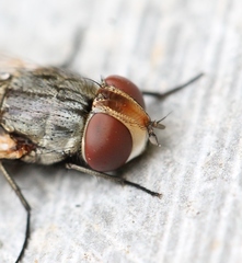 Miltogramma punctata