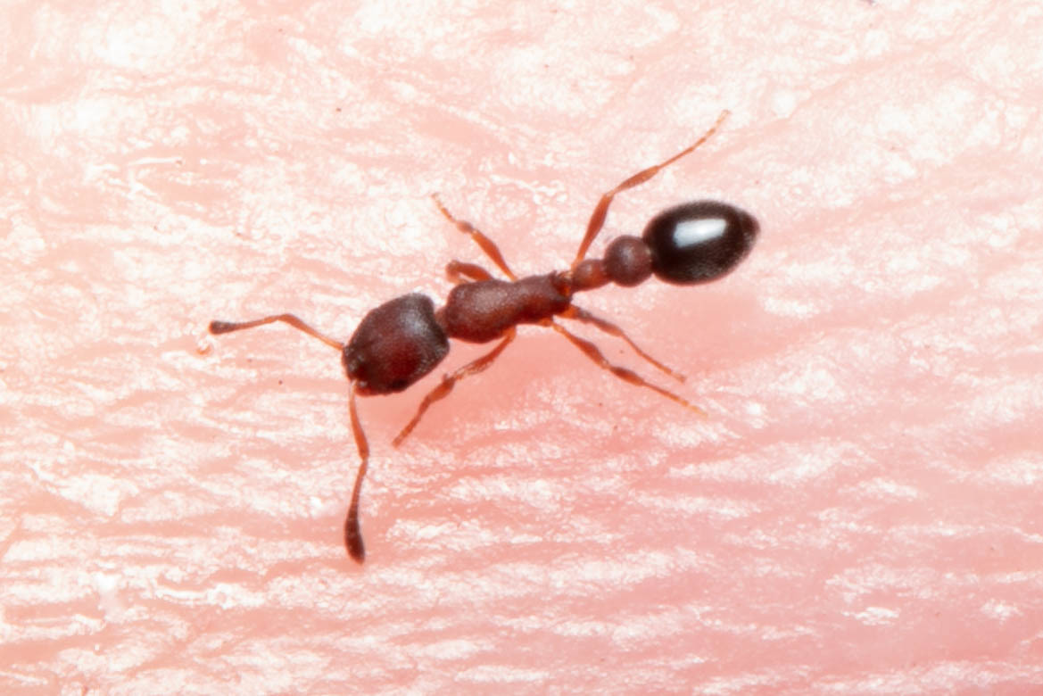 Cardiocondyla