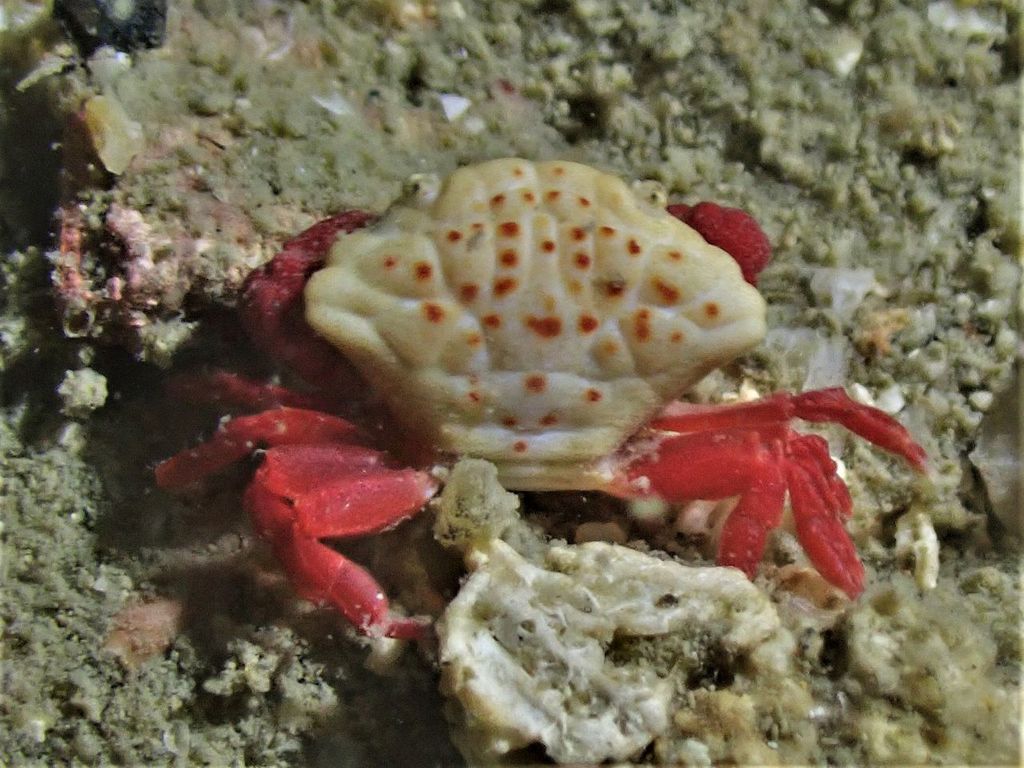 Actiomera