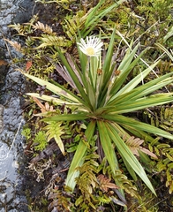 Celmisia coriacea
