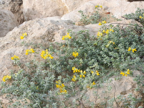 Kreta-Hornklee