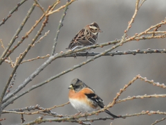 Fringilla montifringilla