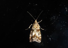 Eudonia legnota
