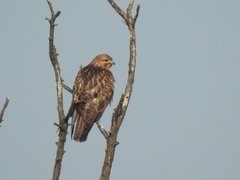 Buteo japonicus