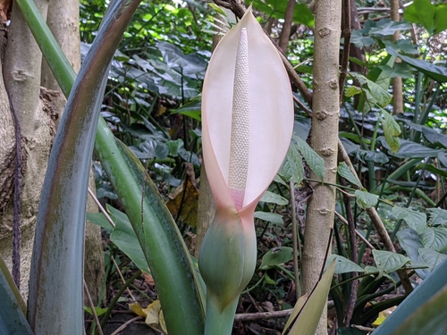 Xanthosoma robustum