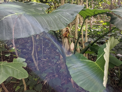 Xanthosoma robustum
