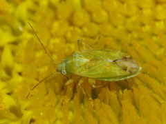 Megalocoleus