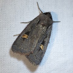 Adelphagrotis indeterminata