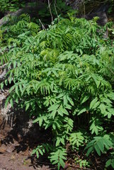 Sanguisorba dodecandra