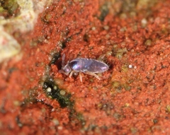 Lepidocyrtus cyaneus