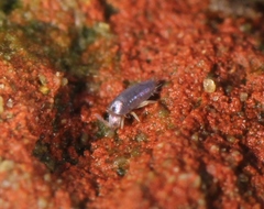 Lepidocyrtus cyaneus