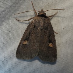 Adelphagrotis indeterminata