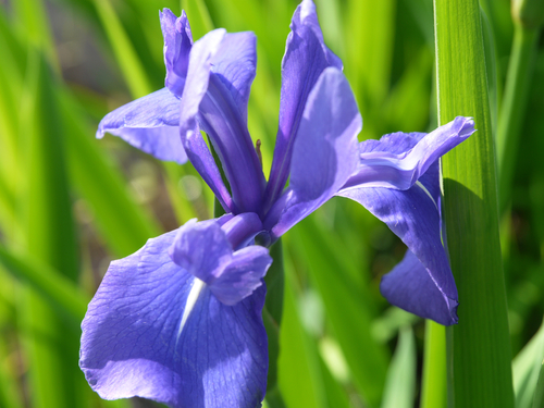 Water Iris