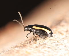 Phyllotreta undulata