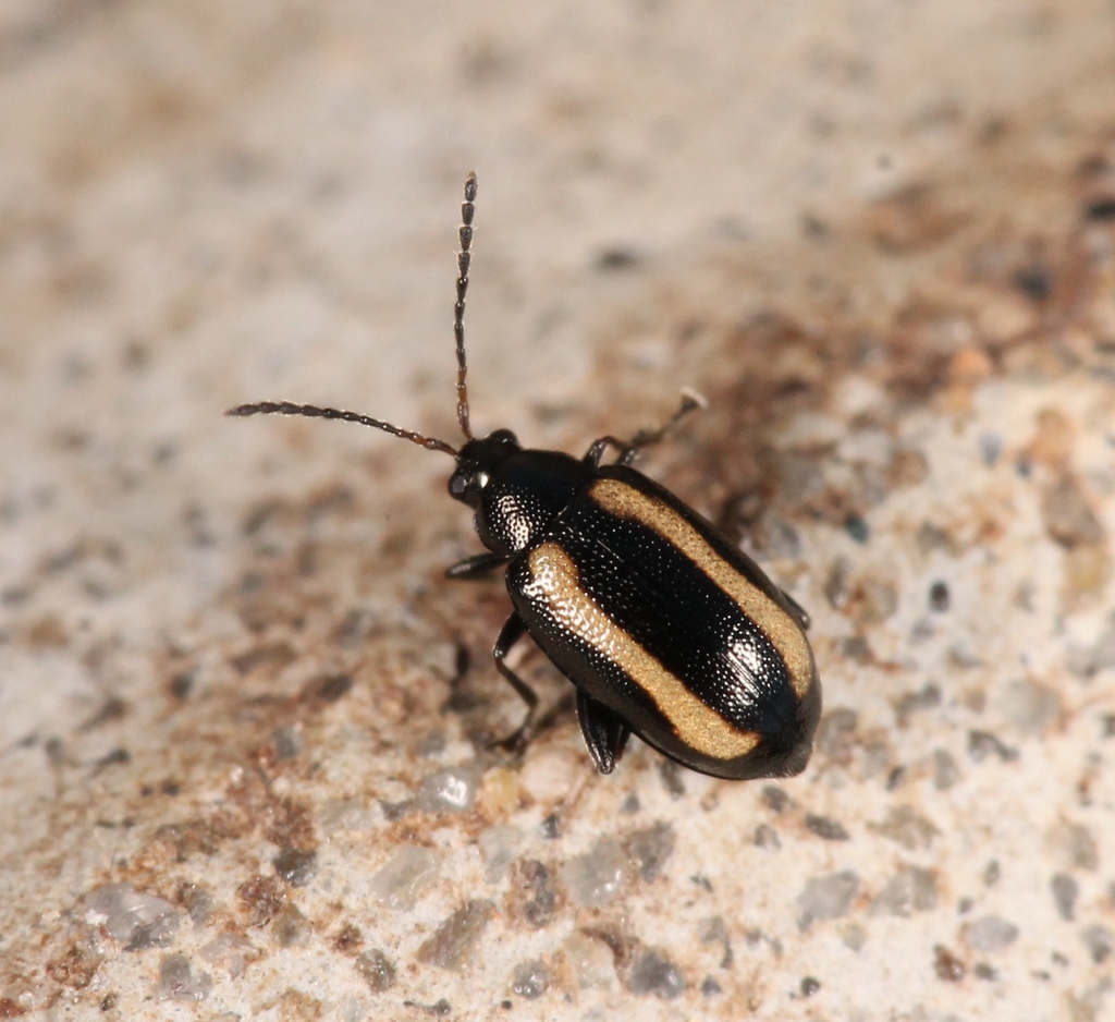 Small Striped Flea-beetle